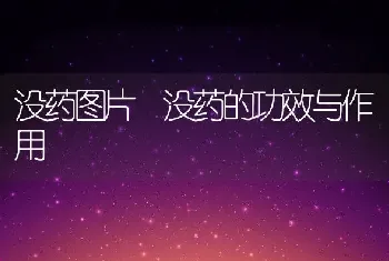 没药图片 没药的功效与作用