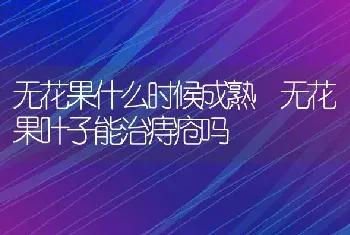 无花果什么时候成熟 无花果叶子能治痔疮吗