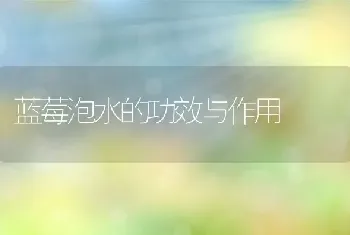 蓝莓泡水的功效与作用