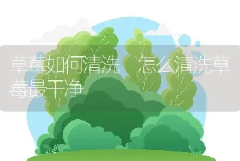 草莓如何清洗 怎么清洗草莓最干净