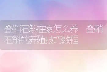 叠鞘石斛在家怎么养 叠鞘石斛的养殖技巧教程