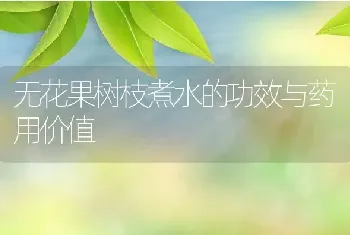 无花果树枝煮水的功效与药用价值