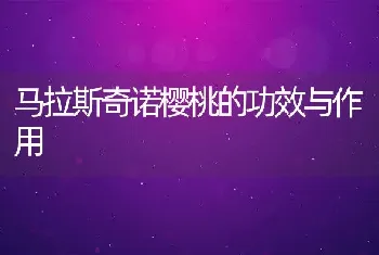 马拉斯奇诺樱桃的功效与作用