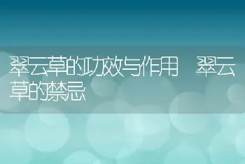 翠云草的功效与作用 翠云草的禁忌