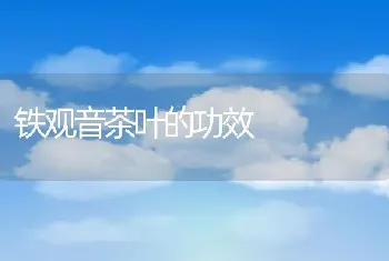 铁观音茶叶的功效