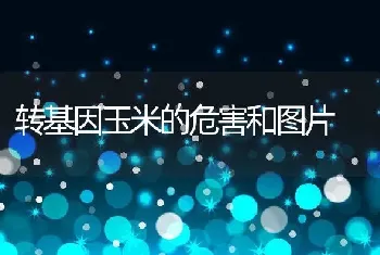 转基因玉米的危害和图片