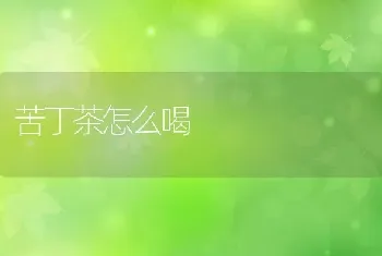 苦丁茶怎么喝