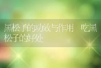 黑松子的功效与作用 吃黑松子的好处