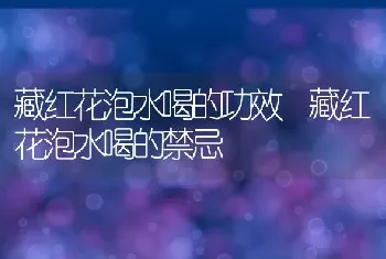 藏红花泡水喝的功效 藏红花泡水喝的禁忌