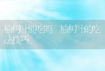 榆树叶能吃吗 榆树叶的吃法技巧