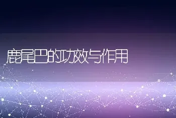 鹿尾巴的功效与作用