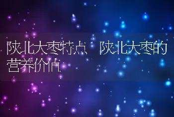 陕北大枣特点 陕北大枣的营养价值