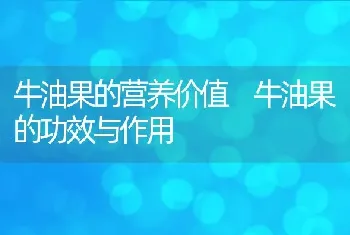 牛油果的营养价值 牛油果的功效与作用