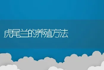 虎尾兰的养殖方法