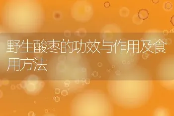 野生酸枣的功效与作用及食用方法