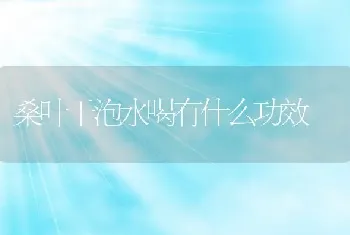 桑叶干泡水喝有什么功效