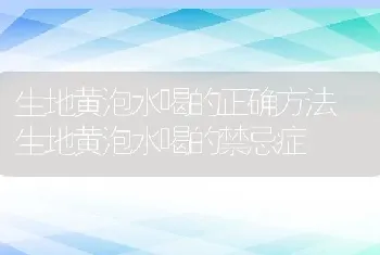 生地黄泡水喝的正确方法 生地黄泡水喝的禁忌症