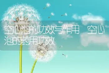 空心泡的功效与作用 空心泡的药用功效