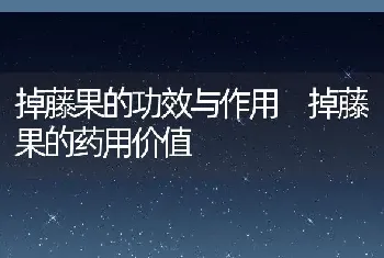 掉藤果的功效与作用 掉藤果的药用价值