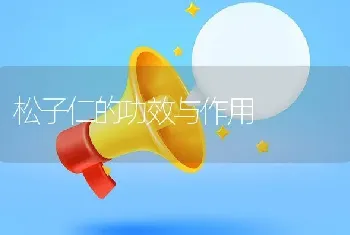 松子仁的功效与作用