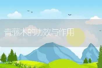 青藤木的功效与作用