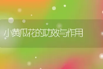 小黄瓜花的功效与作用