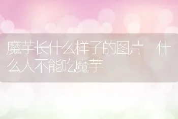 魔芋长什么样子的图片 什么人不能吃魔芋