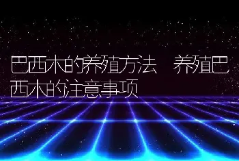 巴西木的养殖方法 养殖巴西木的注意事项