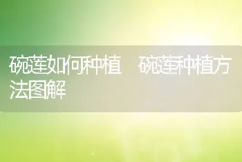 碗莲如何种植 碗莲种植方法图解