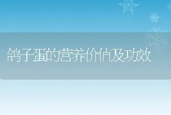 鸽子蛋的营养价值及功效