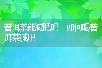 普洱茶能减肥吗 如何喝普洱茶减肥