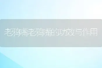 老鸦嘴老鸦嘴的功效与作用