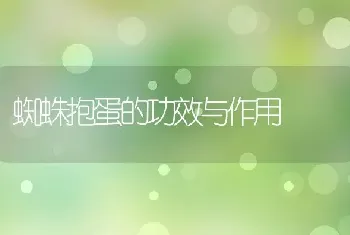 蜘蛛抱蛋的功效与作用