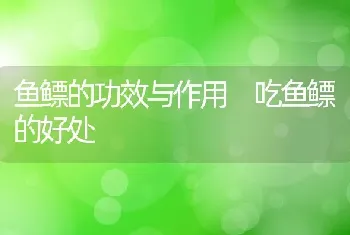 鱼鳔的功效与作用 吃鱼鳔的好处