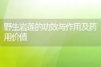 野生岩莲的功效与作用及药用价值