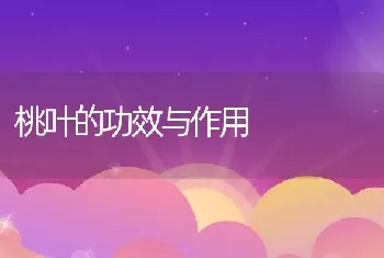 桃叶的功效与作用