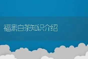 福鼎白茶知识介绍