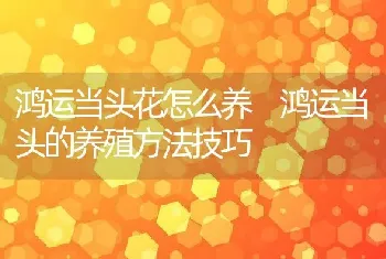 鸿运当头花怎么养 鸿运当头的养殖方法技巧