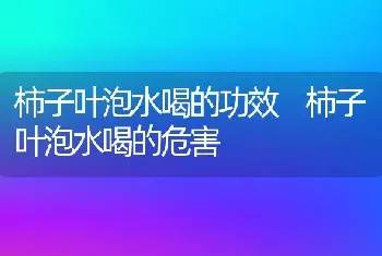 柿子叶泡水喝的功效 柿子叶泡水喝的危害