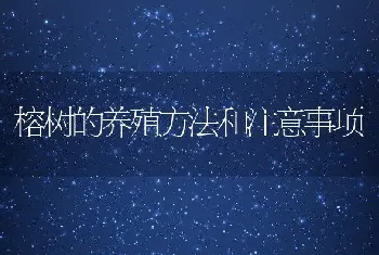 榕树的养殖方法和注意事项