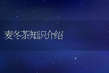 麦冬茶知识介绍