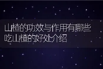 山楂的功效与作用有哪些 吃山楂的好处介绍