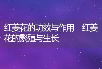 红姜花的功效与作用 红姜花的繁殖与生长