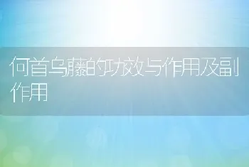 何首乌藤的功效与作用及副作用