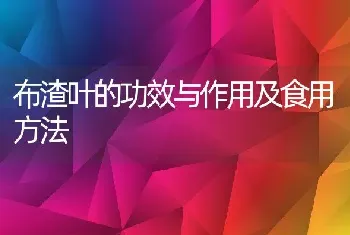 布渣叶的功效与作用及食用方法