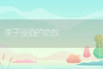 李子浸酒的功效