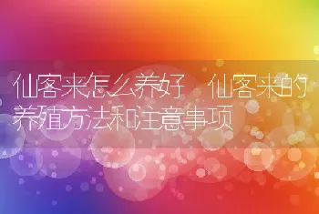 仙客来怎么养好 仙客来的养殖方法和注意事项