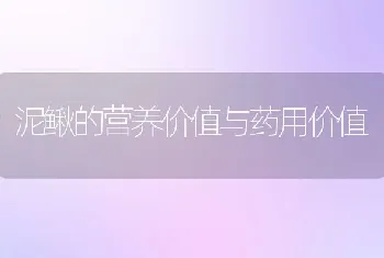 泥鳅的营养价值与药用价值