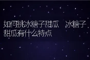 如何挑冰糖子甜瓜 冰糖子甜瓜有什么特点