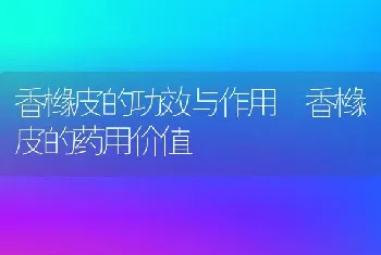 香橼皮的功效与作用 香橼皮的药用价值